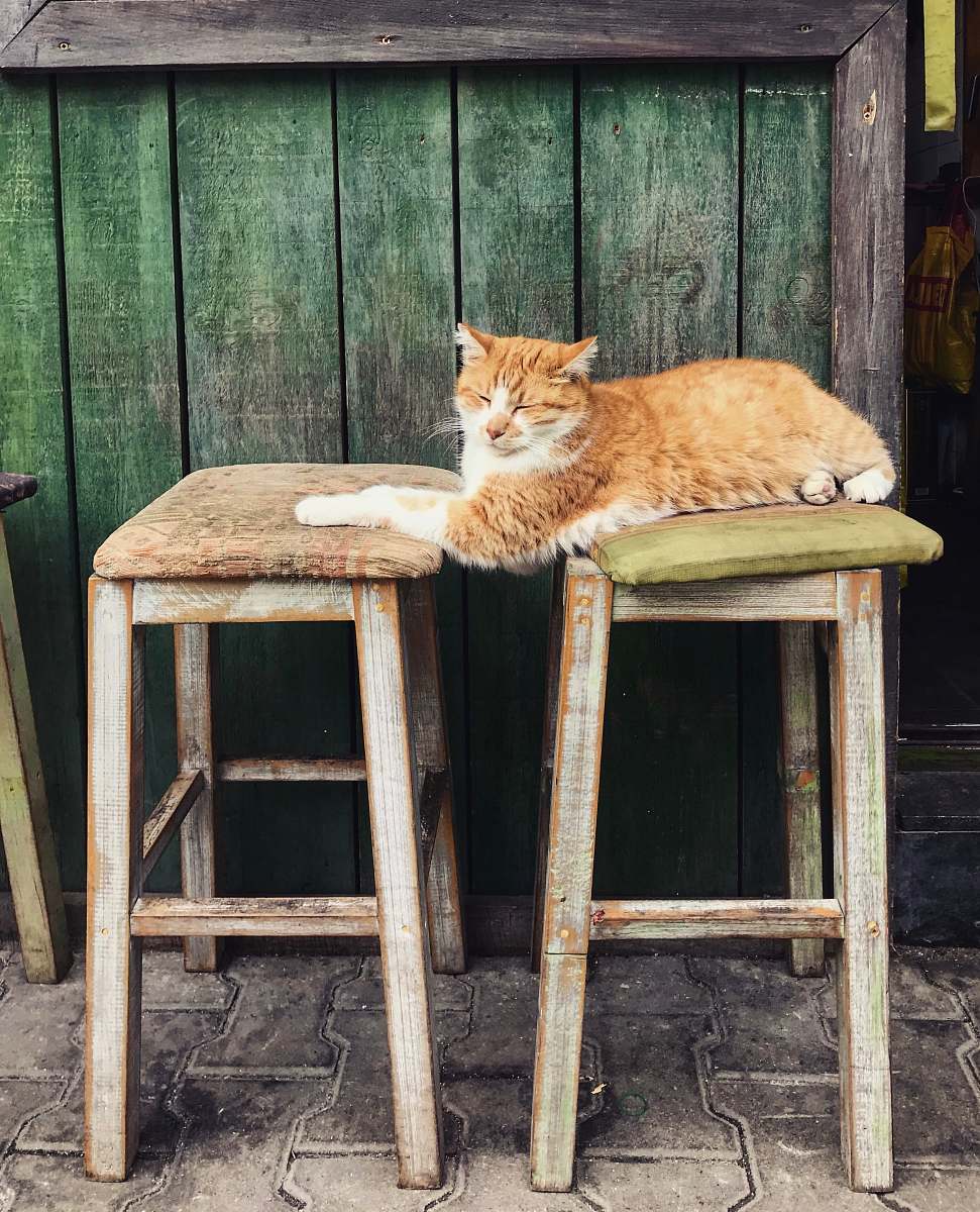 bar stool brown and white cat plush toy cat